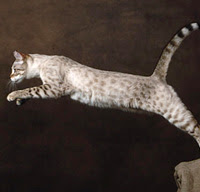 Cat Breeds - Bengal Cats