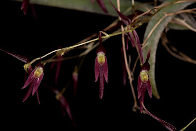 Pleurothallis luctuosa - Sorrowful bonnet orchid care and culture