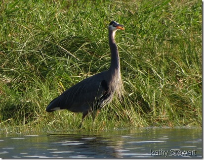 Great Blue Heron