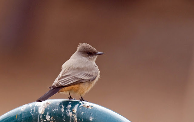 Say's Phoebe at Felicita County Park