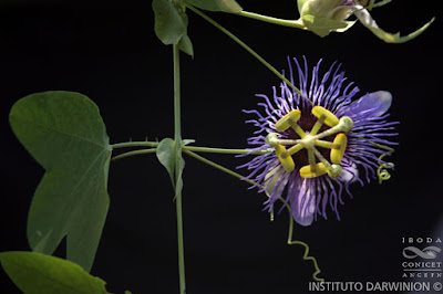 Mburucuyá (Passiflora amethystina)