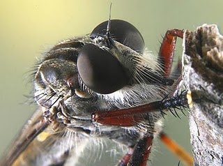 serangga, mematikan, serangga pembunuh, insect, insting pembunuh