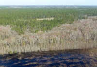 European demand for wood to burn in power plants is increasing exports from forests in the southeastern United States like these near Jacksonville, Fla. (Credit: Andrew C. Revkin) Click to Enlarge.