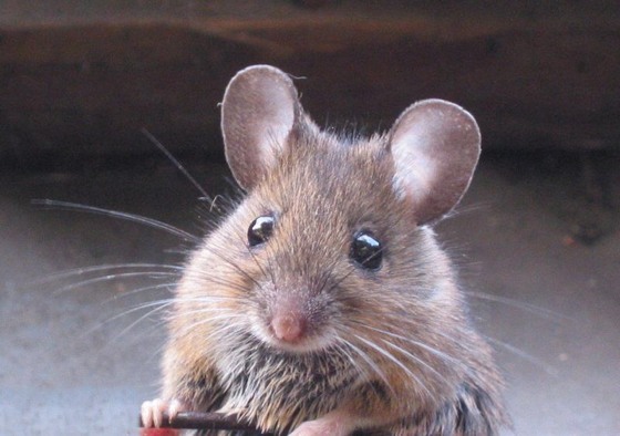 Tikus