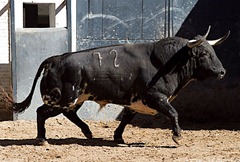 Toros
