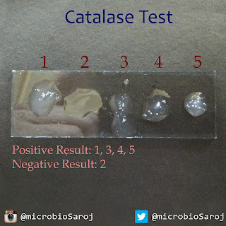 Catalase Test