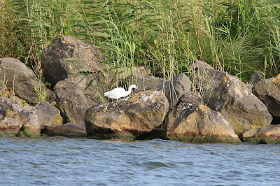 Lytse Wite Reager - Kleine Zilverreiger - Egretta garzetta