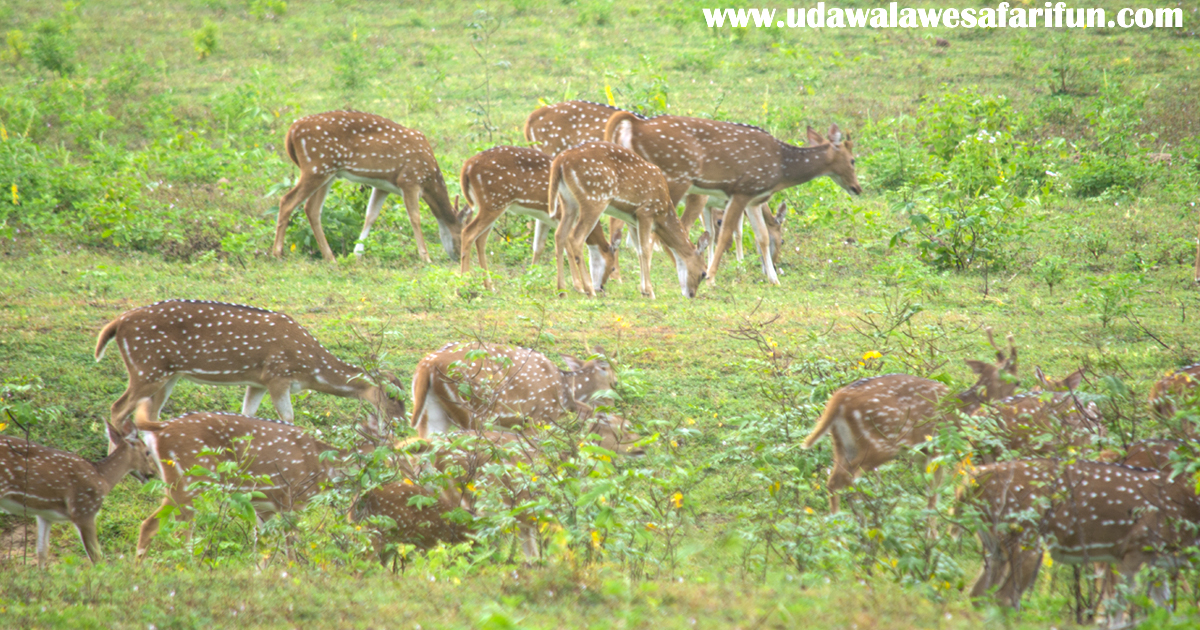 Spotted Deer - Udawalawe National Park