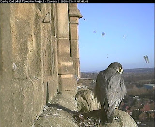 Adult male in foreground sits passively whilst his mate plucks the feathers from her next meal. Click image to enlarge.