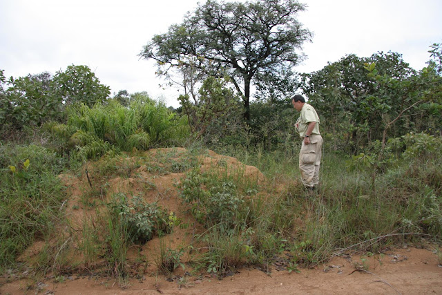 Ant agricultural revolution began 30 million years ago in dry, desert-like climate