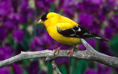 Aves exóticas, birds y pajarillos cantores I