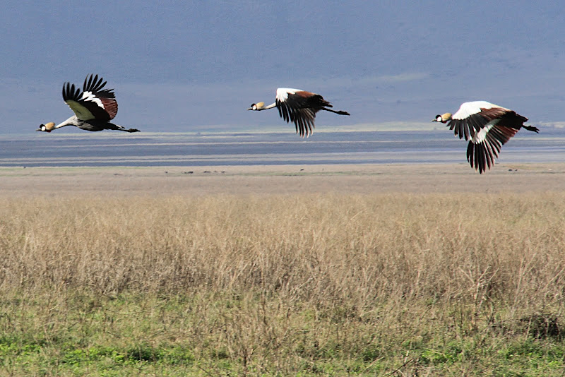 Crested Cranes - Ngorongoro