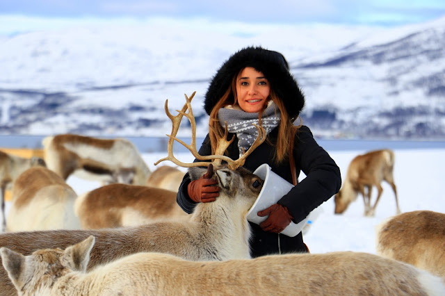 Tromso Arctic Reindeer Experience