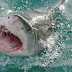  Αυστραλία: 16χρονη πέθανε από επίθεση καρχαρία ενώ κολυμπούσε