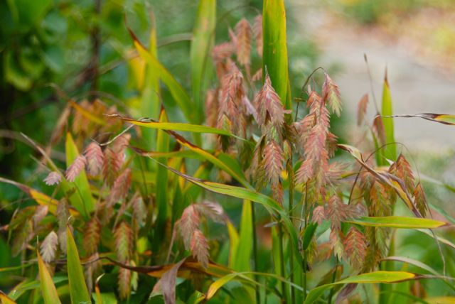 Northern sea oats, Chasmanthium latifolium