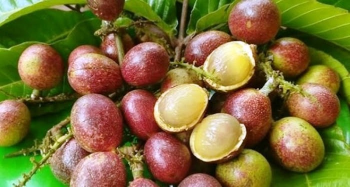 Inilah  Manfaat Khasiat Buah Matao untuk Kesehatan Tubuh 