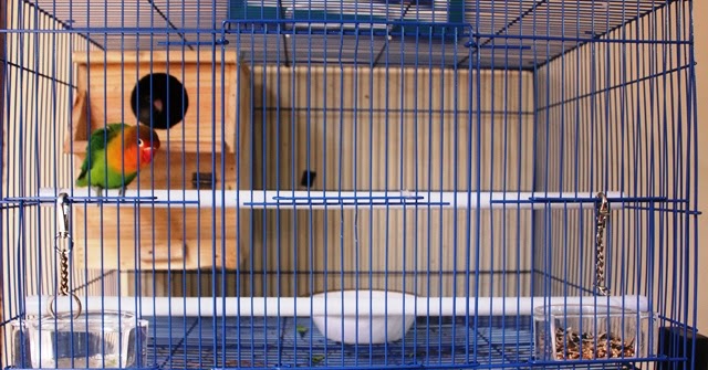 Cara Membuat Kandang Sangkar Burung Lovebird Dengan Mudah