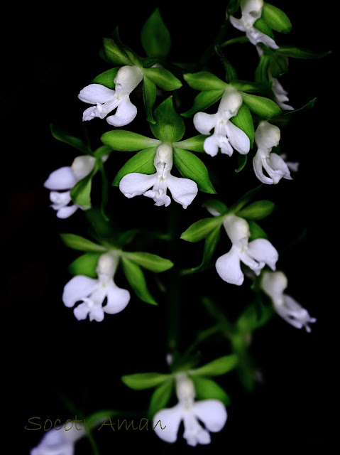 Calanthe discolor