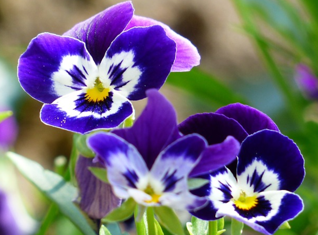 colorful flowers