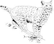 Animales para colorear: Lince Ibérico