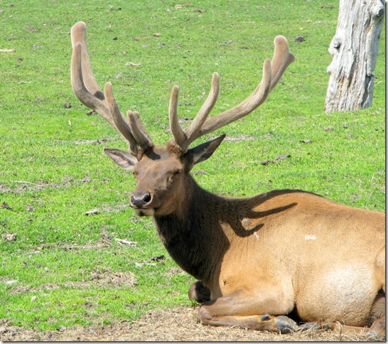 Elk-3