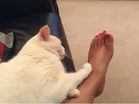 white cat with his paw on foot 