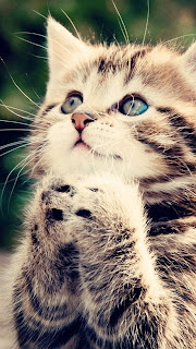 Kitten Praying iPhone 5 Wallpapers