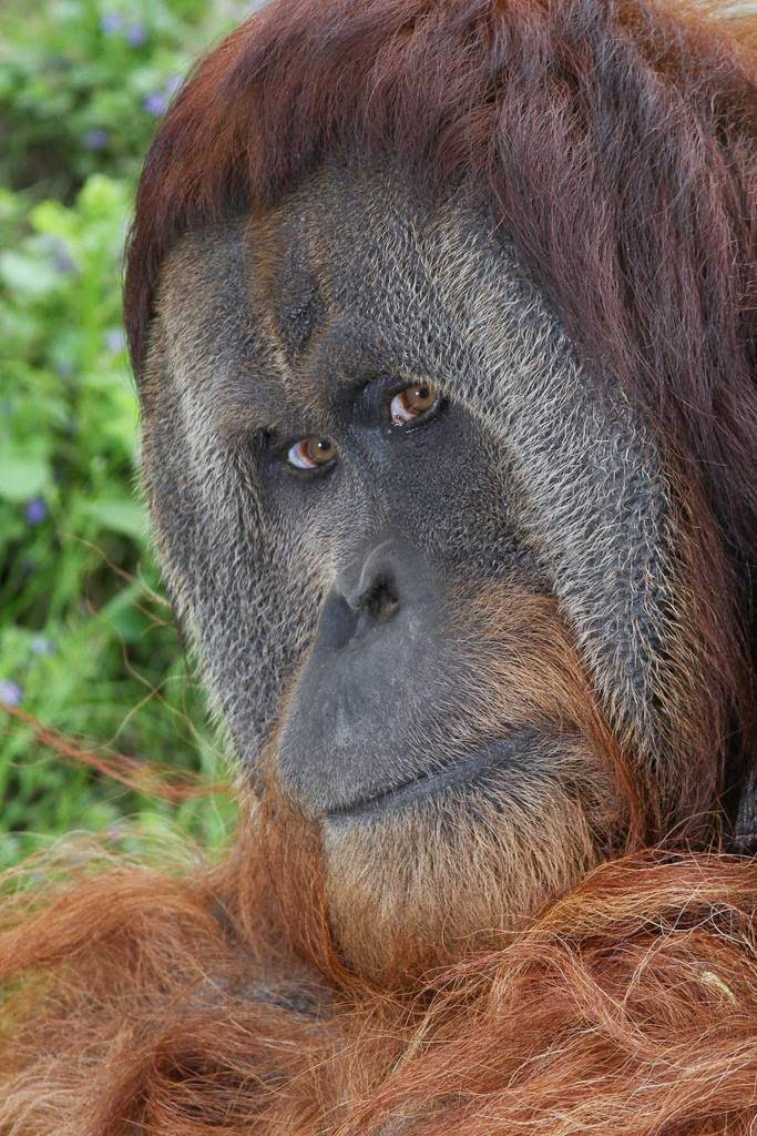  Orangutan  Flat  Face  Video Bokep Ngentot