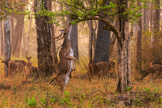 Chital stag attempting to browse on a misty morning in Nagarhole National Park—Yathin S. Krishnappa—Creative Commons Attribution-Share Alike 3.0 Unported