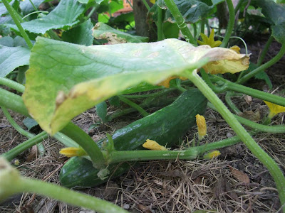 backyard garden, cucumber, huge