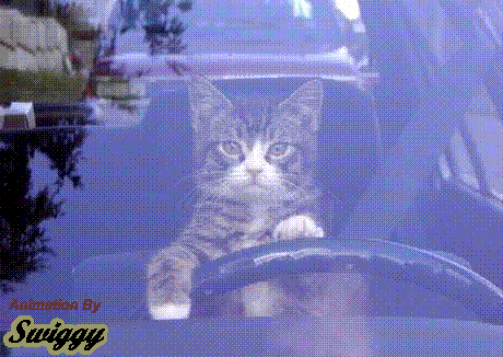 cat & finger