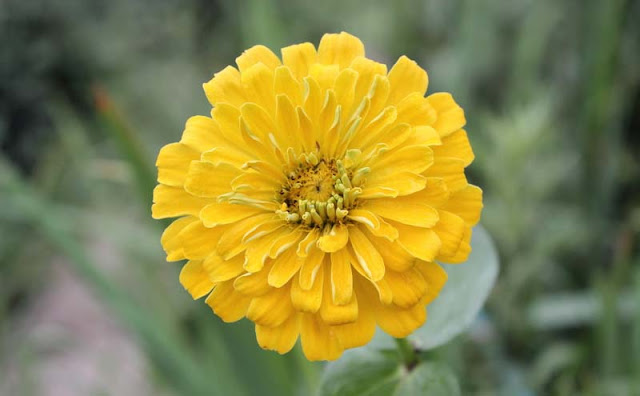 Zinnia Flowers