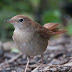 When bad weather brings the migrants down, especially the males