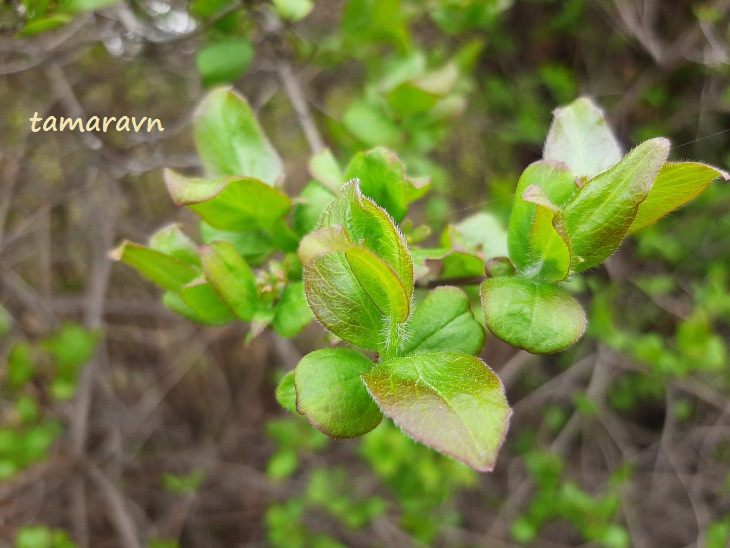 Абелия корейская / Забелия двуцветковая разновидность корейская (Abelia coreana, =Zabelia biflora var. coreana)