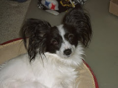 THE PAPILLON PRINCESS MAGGIE