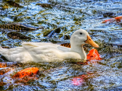 foto de peces con pato  