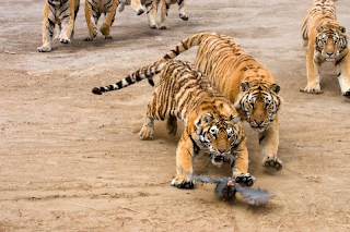 Tiger catching picture