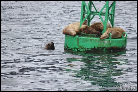 Stellar-Sea-Lions-on-Buoy