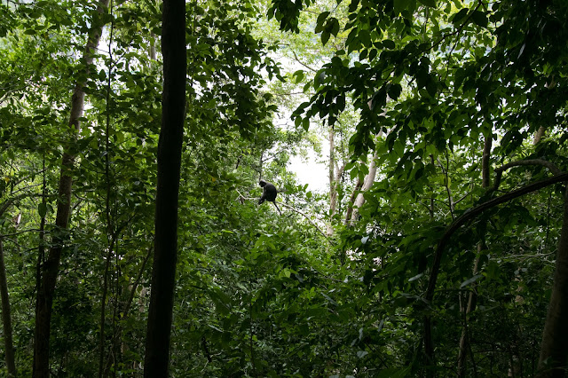 Scimmie sull'Isola di Wua Talap-Angthong national park