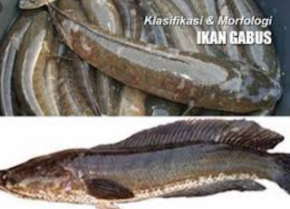 Ikan Gabus