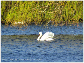 graceful white swan