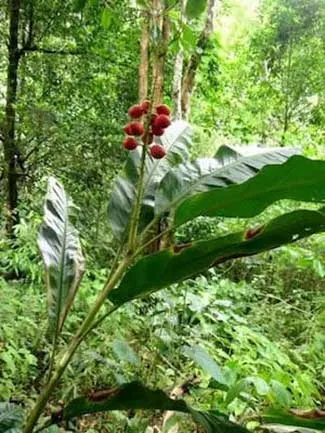 banaybanay plant