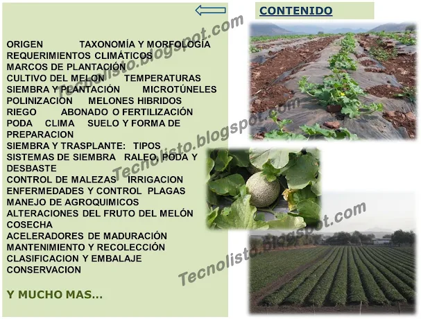 "Contenido manual cultivo del melón-2"