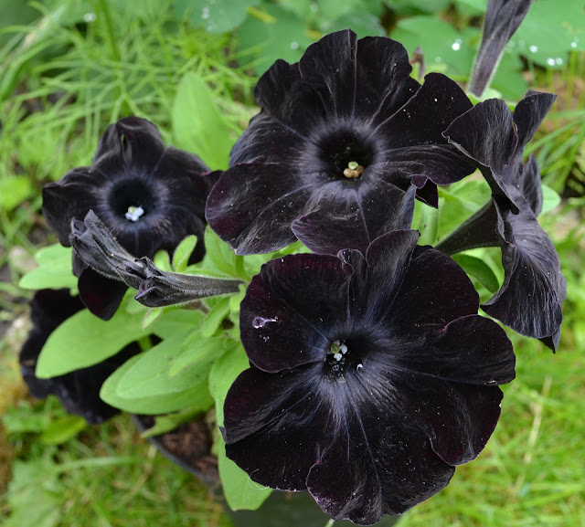 schwarze blumen