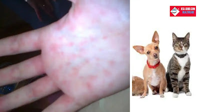 What are pet allergies?