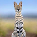 Pet Serval Cat Legal and Illegal States 2024