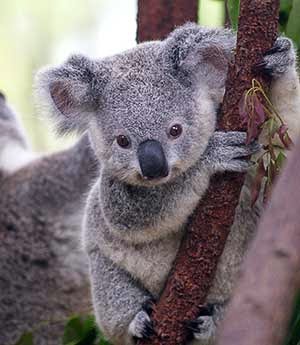 Koala in a Tree