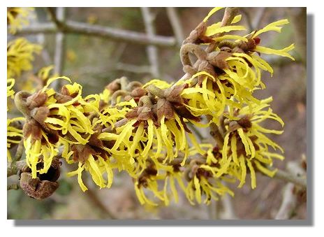 Witch hazel face recipe