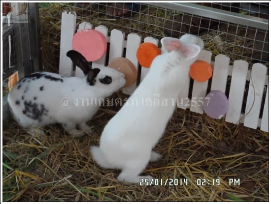'งานเกษตรภาคอีสาน ขอนแก่น 2557