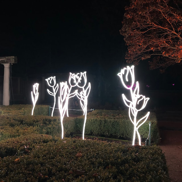 Wandering through an illuminated Tulip Garden at Lightscape at Chicago Botanic Garden